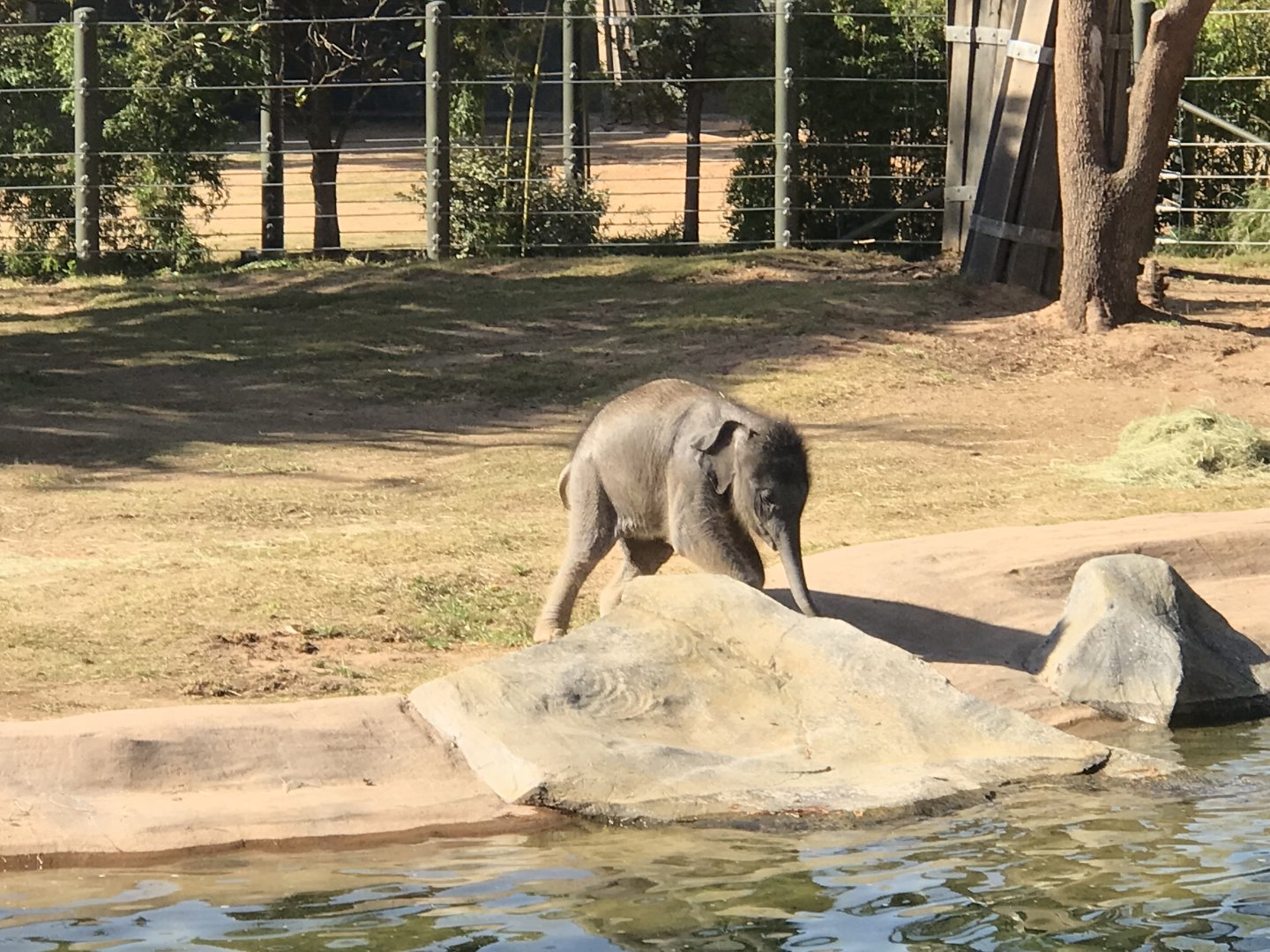 Brazos the Asian Elephant (Elephas maximus)