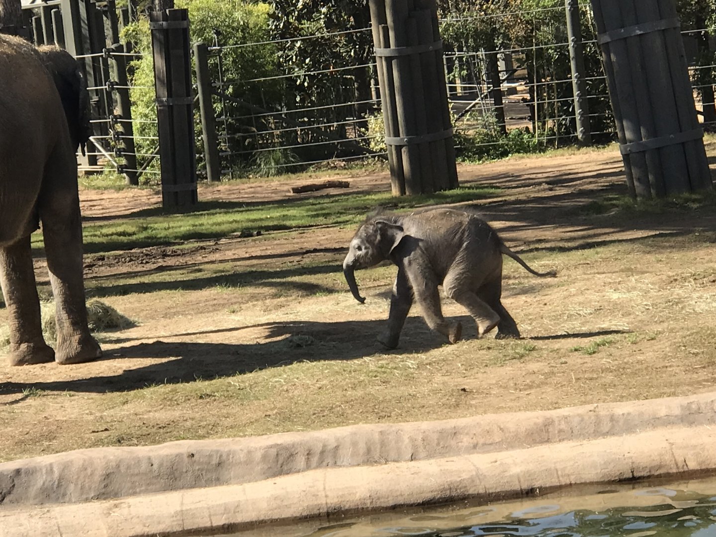 Brazos the Asian Elephant (Elephas maximus)