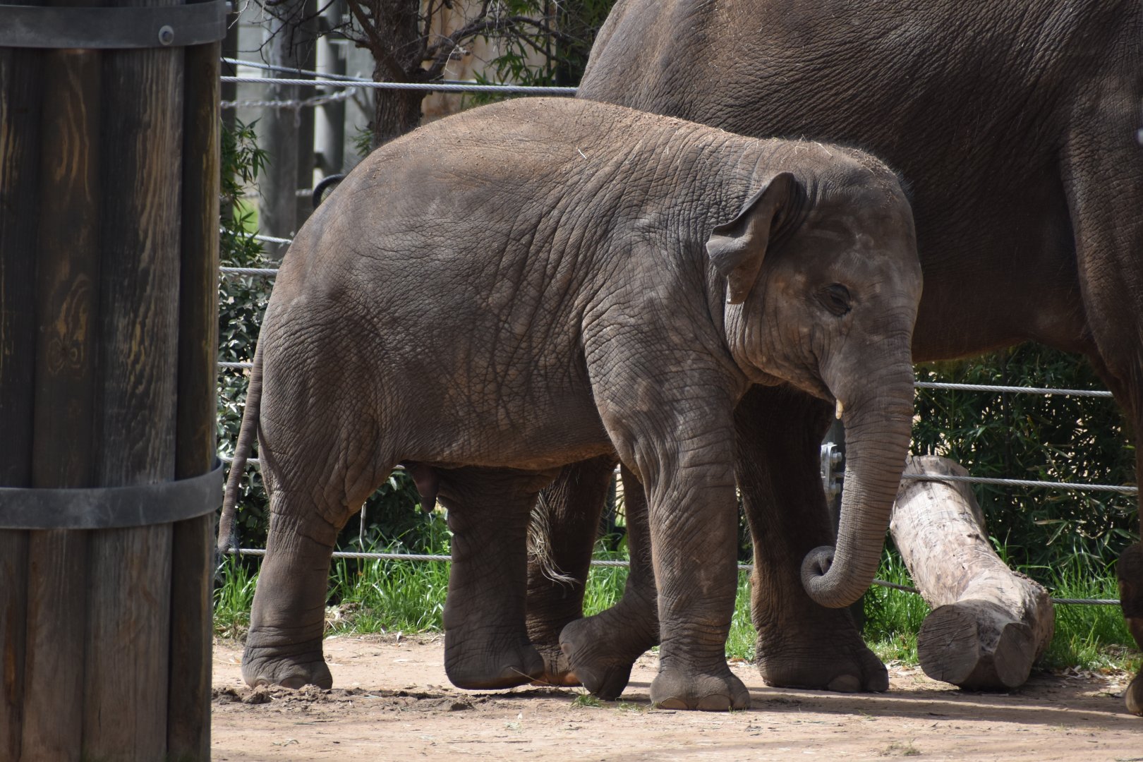 Brazos, the Asian Elephant