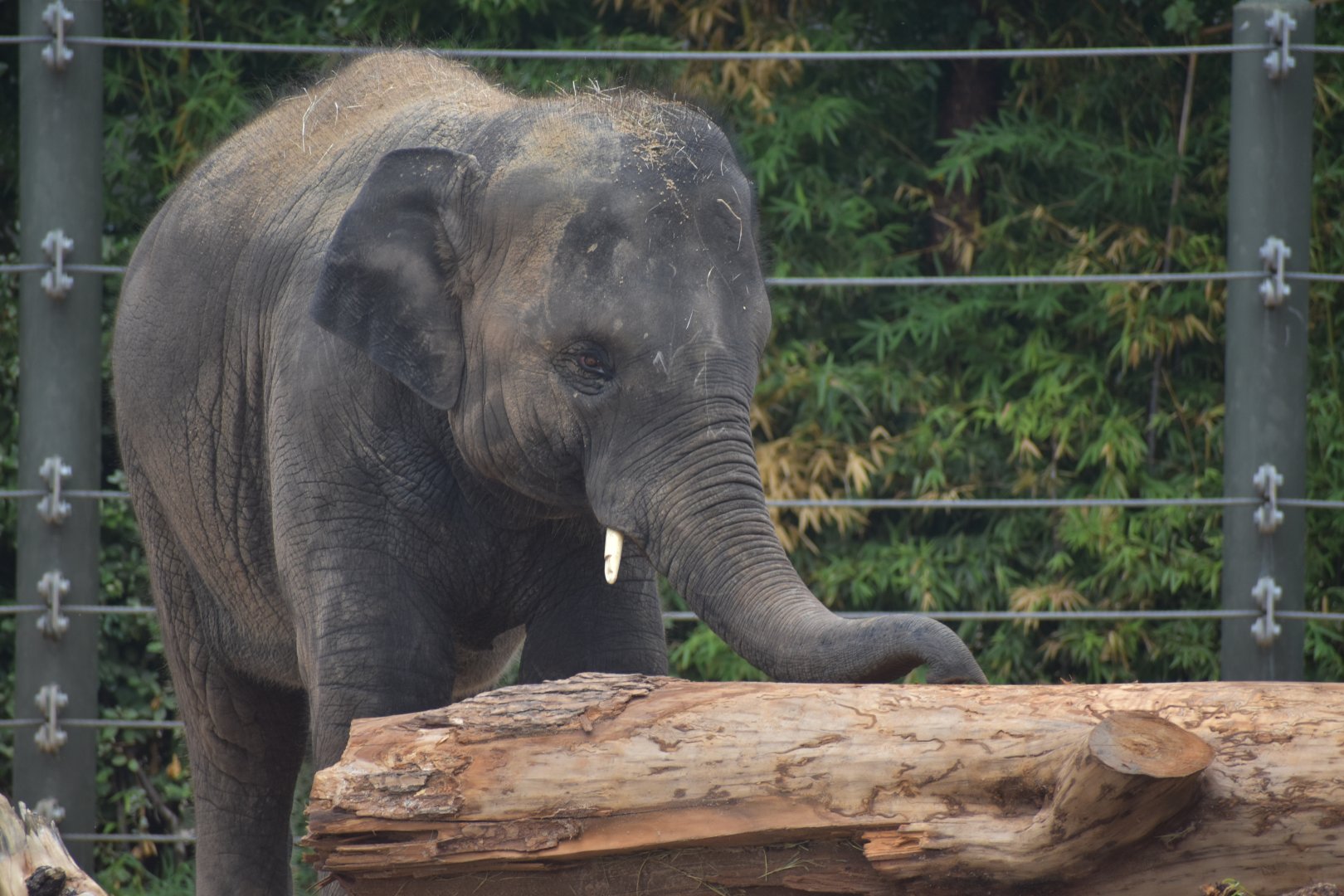 Brazos the Asian Elephant