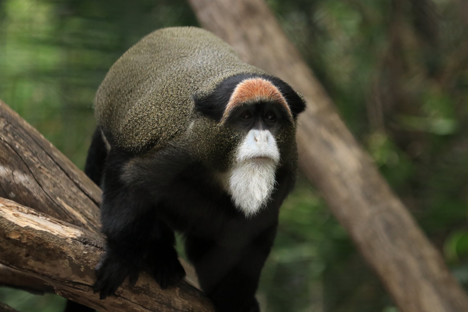 Brazza's monkey (June 2019)