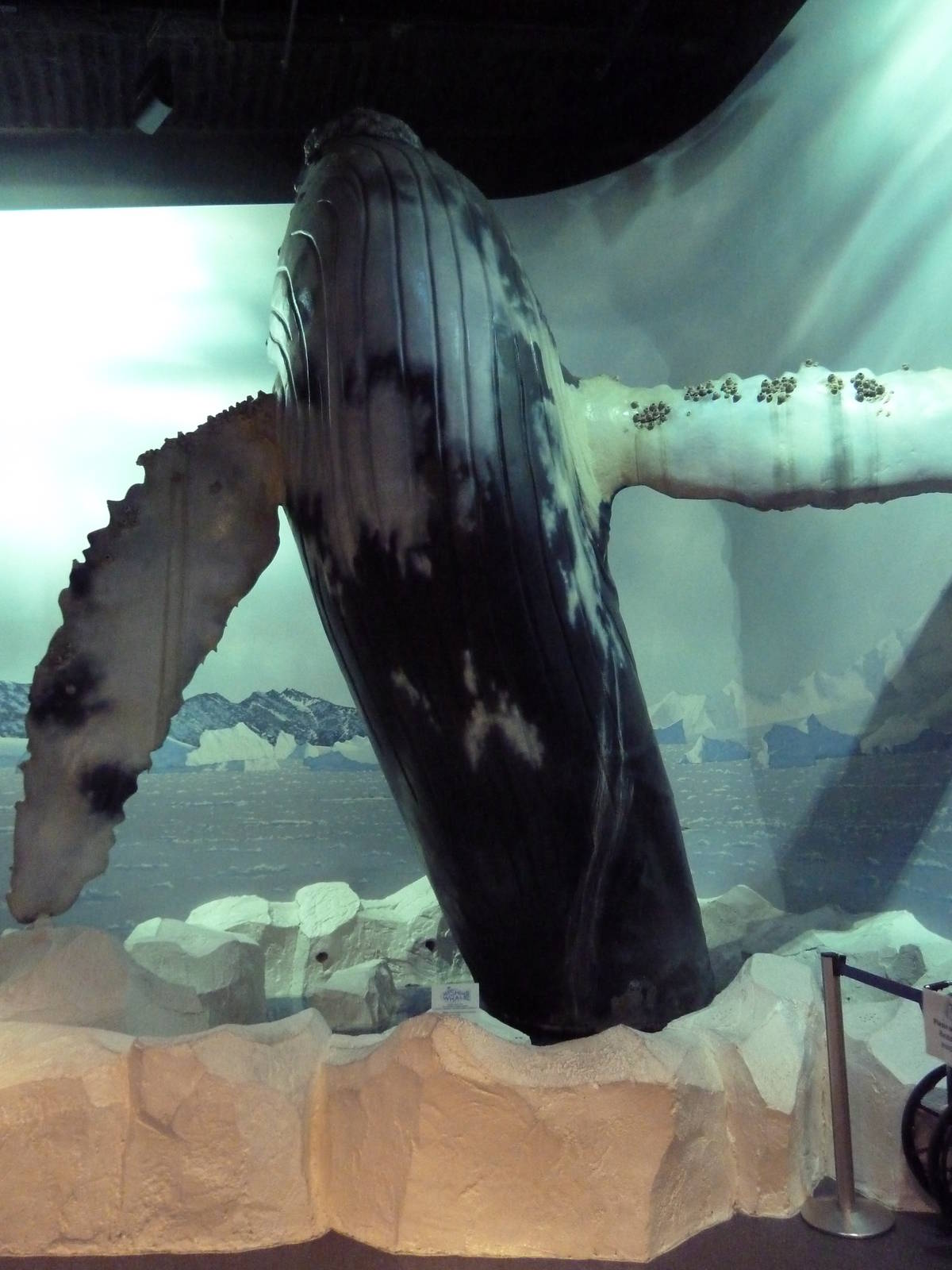 Breaching Humpback Whale