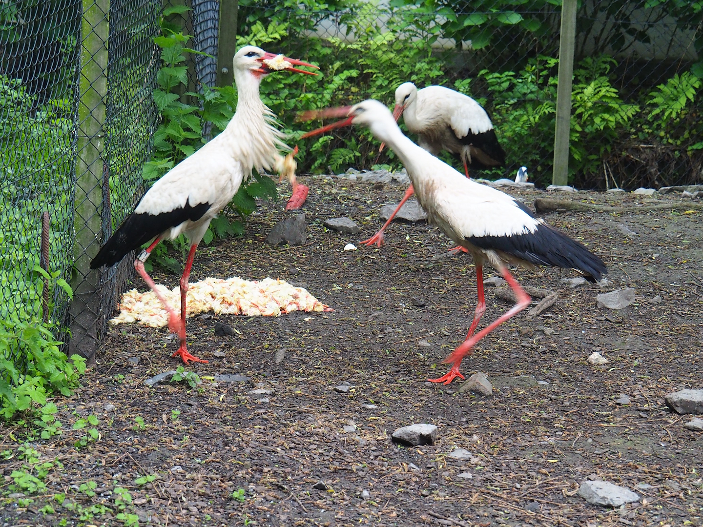 Breakfast for free-ranging European white  storks (Ciconia ciconia), 2023-05-15