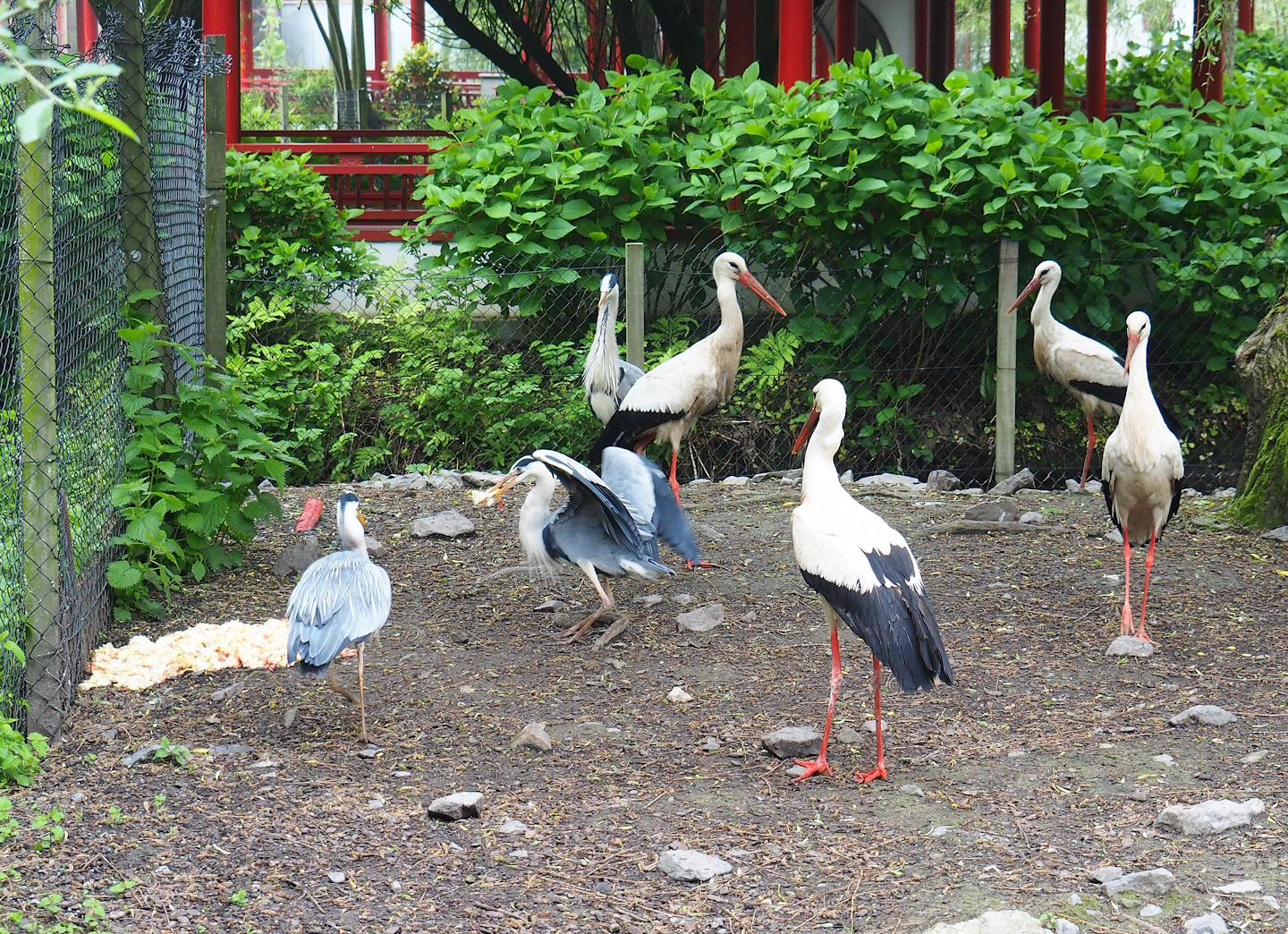 Breakfast for free-ranging European white  storks (Ciconia ciconia) and wild Grey herons (Ardea cinerea), 2023-05-15