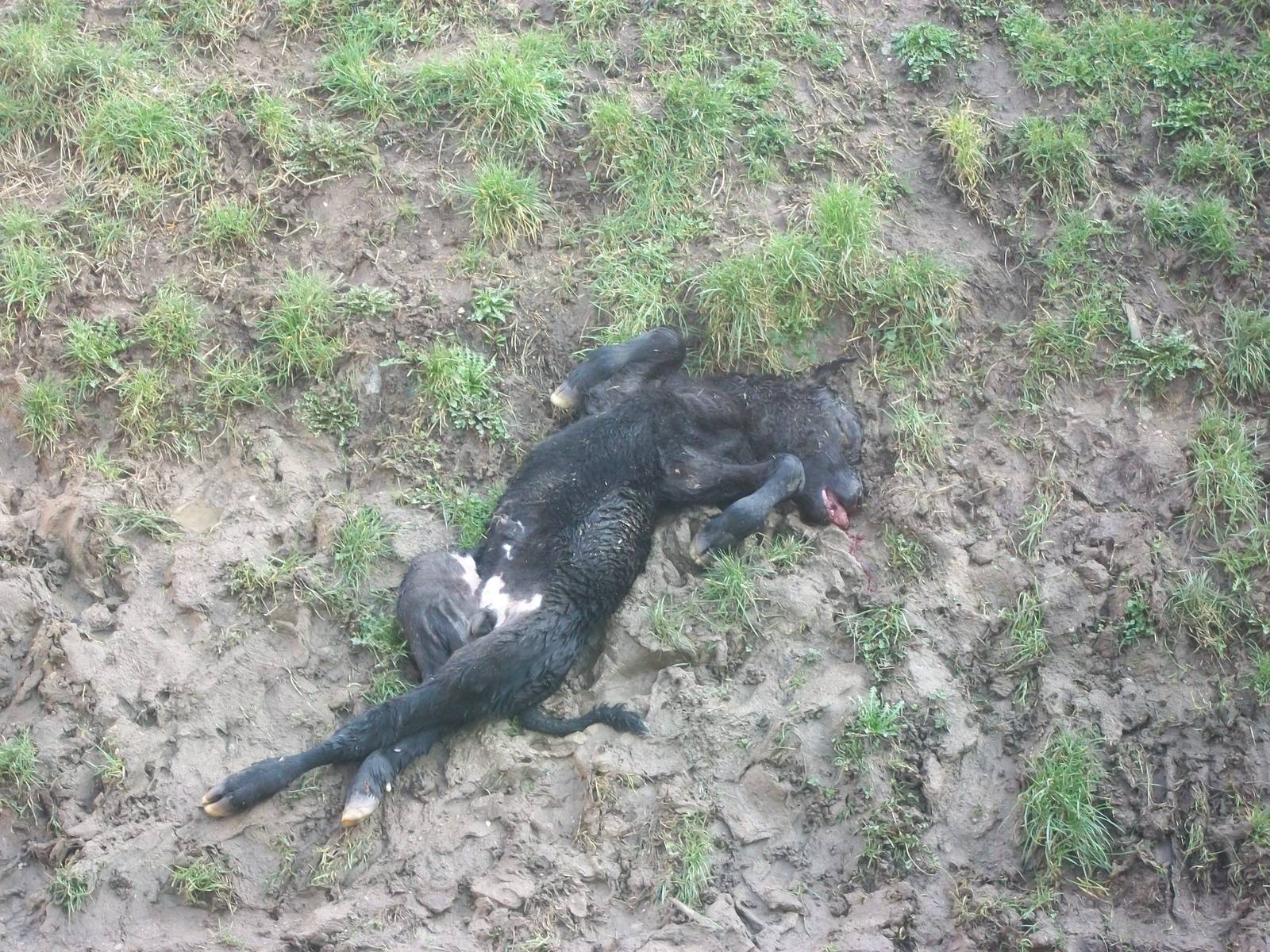 Breakfast for the Lions, 21st February 2014