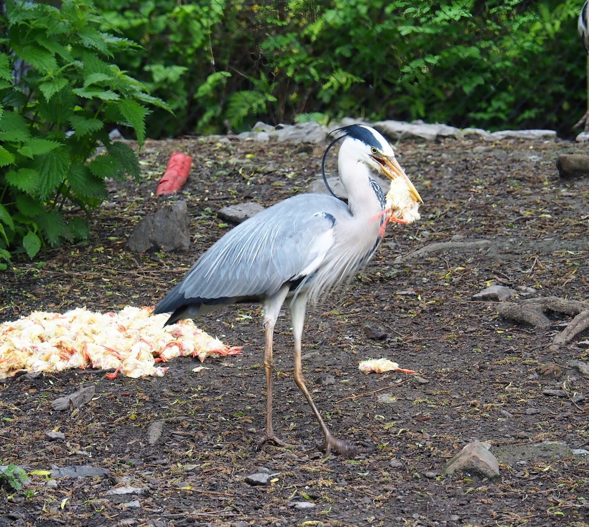 Breakfast for wild Grey heron (Ardea cinerea), 2023-05-15