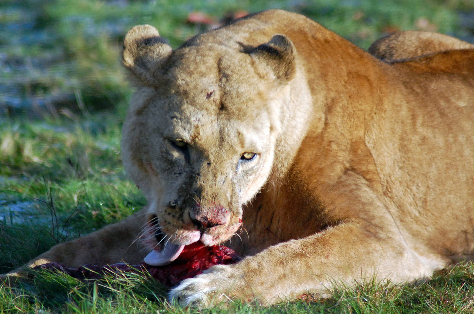 Breakfast with the Lions