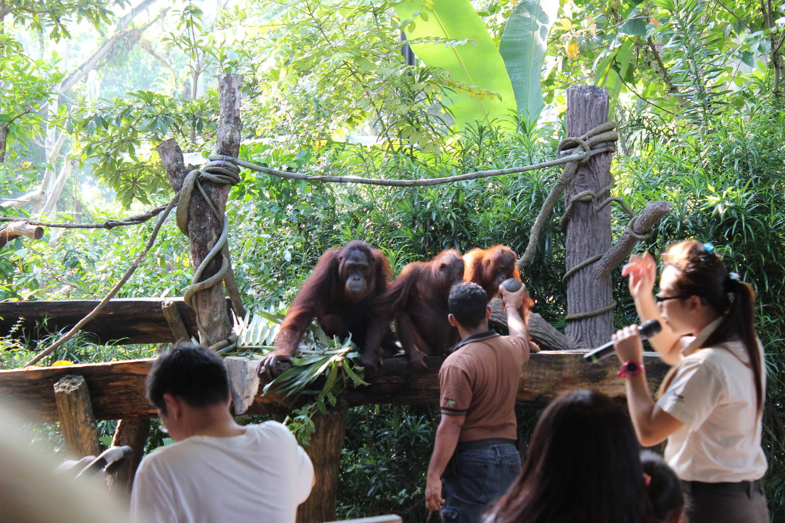 Breakfast with the Orangutans