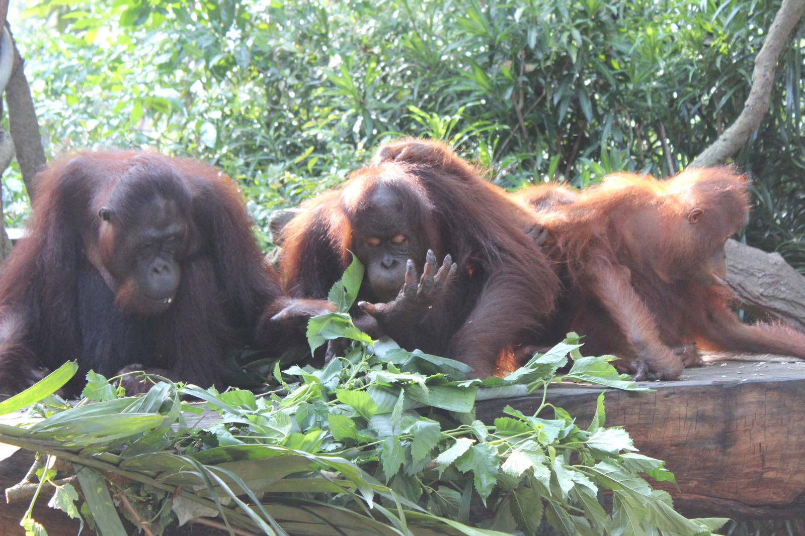 Breakfast with the Orangutans