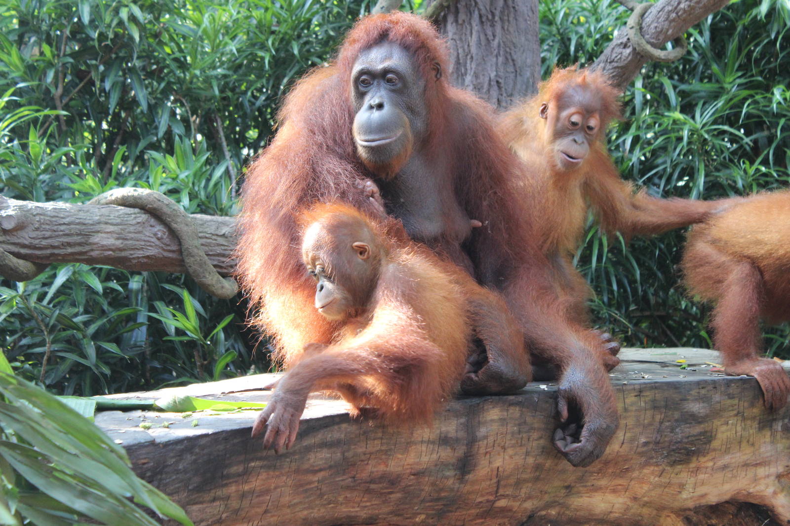 Breakfast with the Orangutans