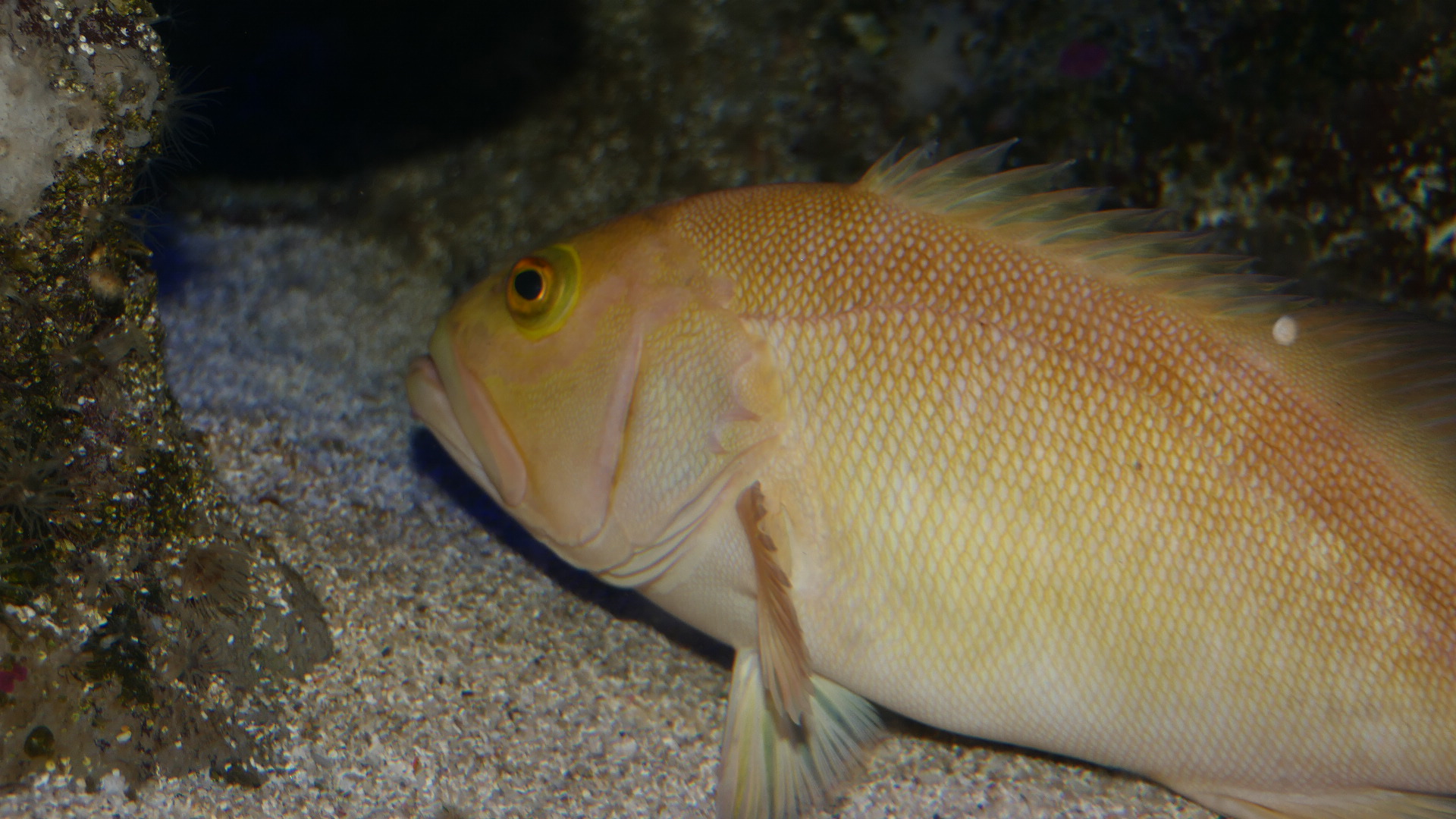 Breaksea Cod (Epinephelides armatus)