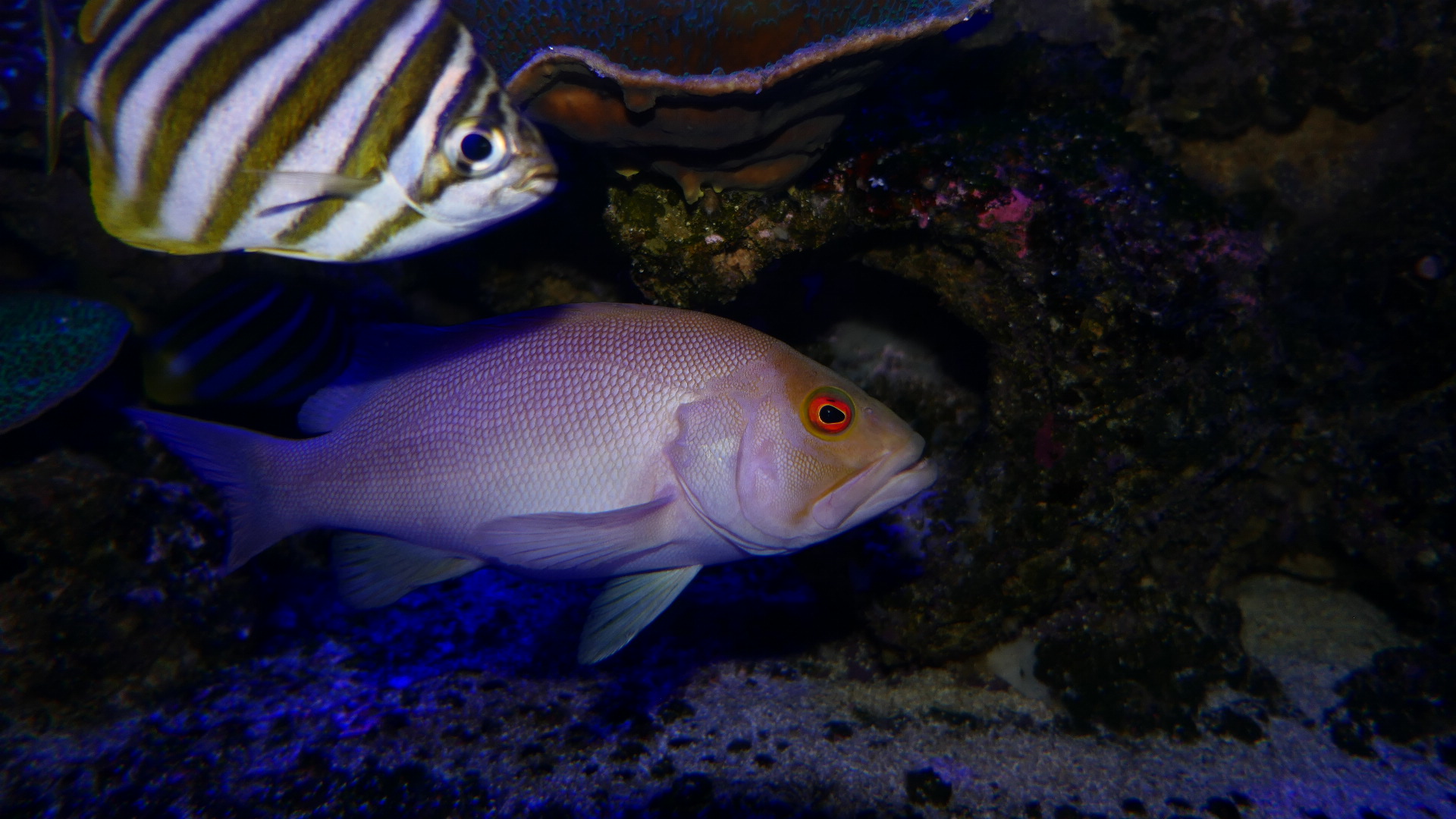 Breaksea Cod (Epinephelides armatus)