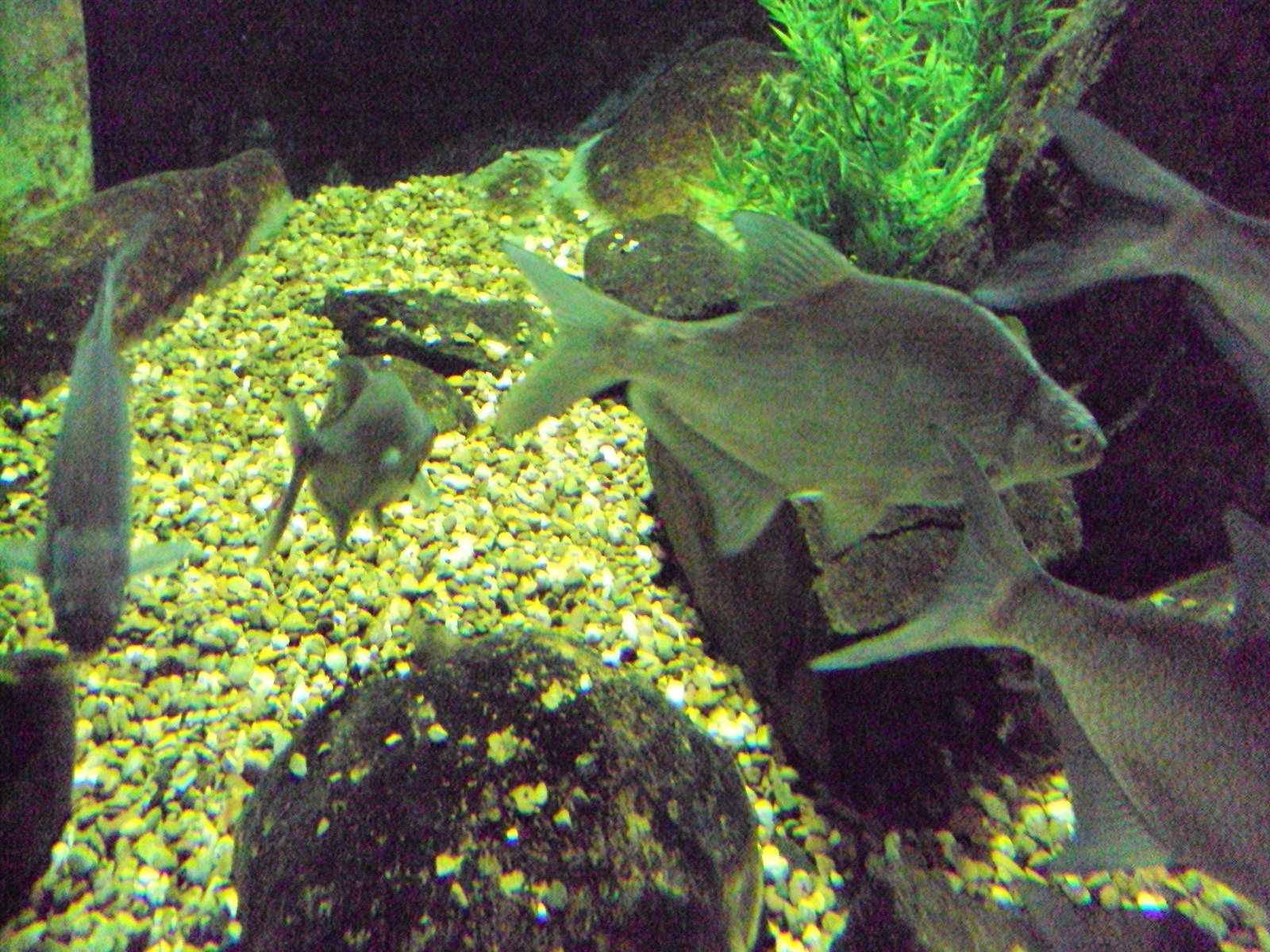 Bream (Abramis brama)