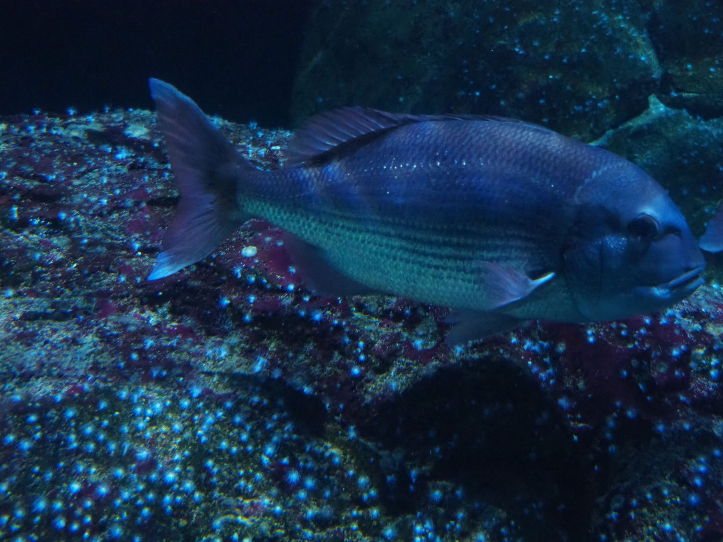 Bream species ID - Rotterdam Zoo Oceanium