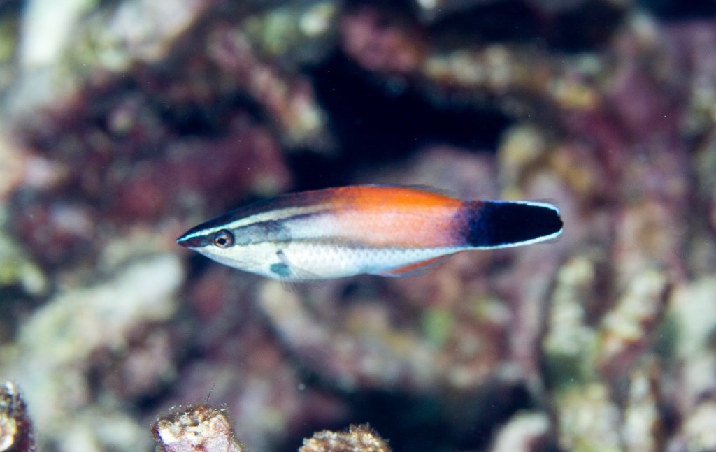 Breastspot Cleaner Wrasse