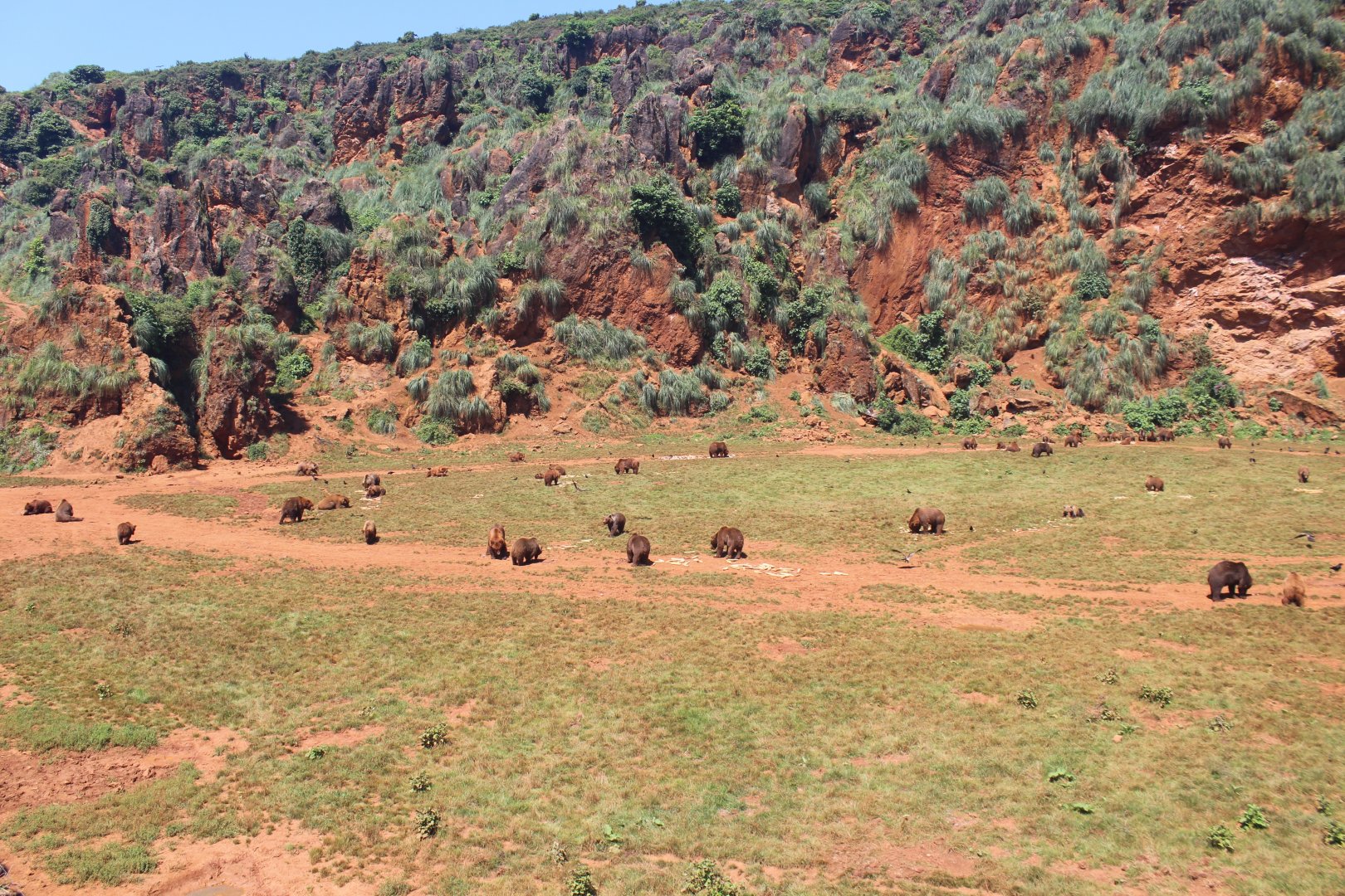Breathtaking Brown Bear exhibit