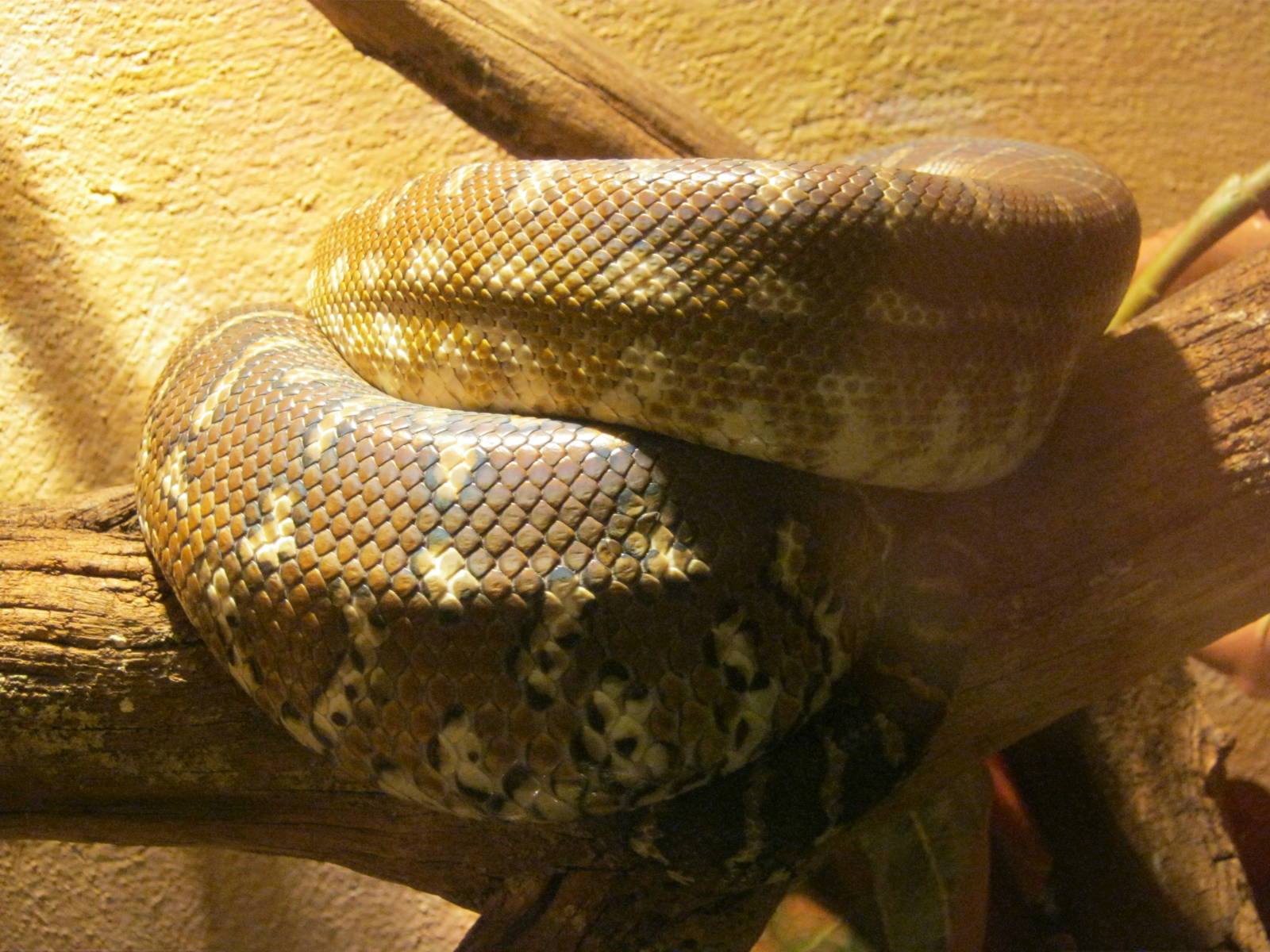 Bredl`s Python 2012.