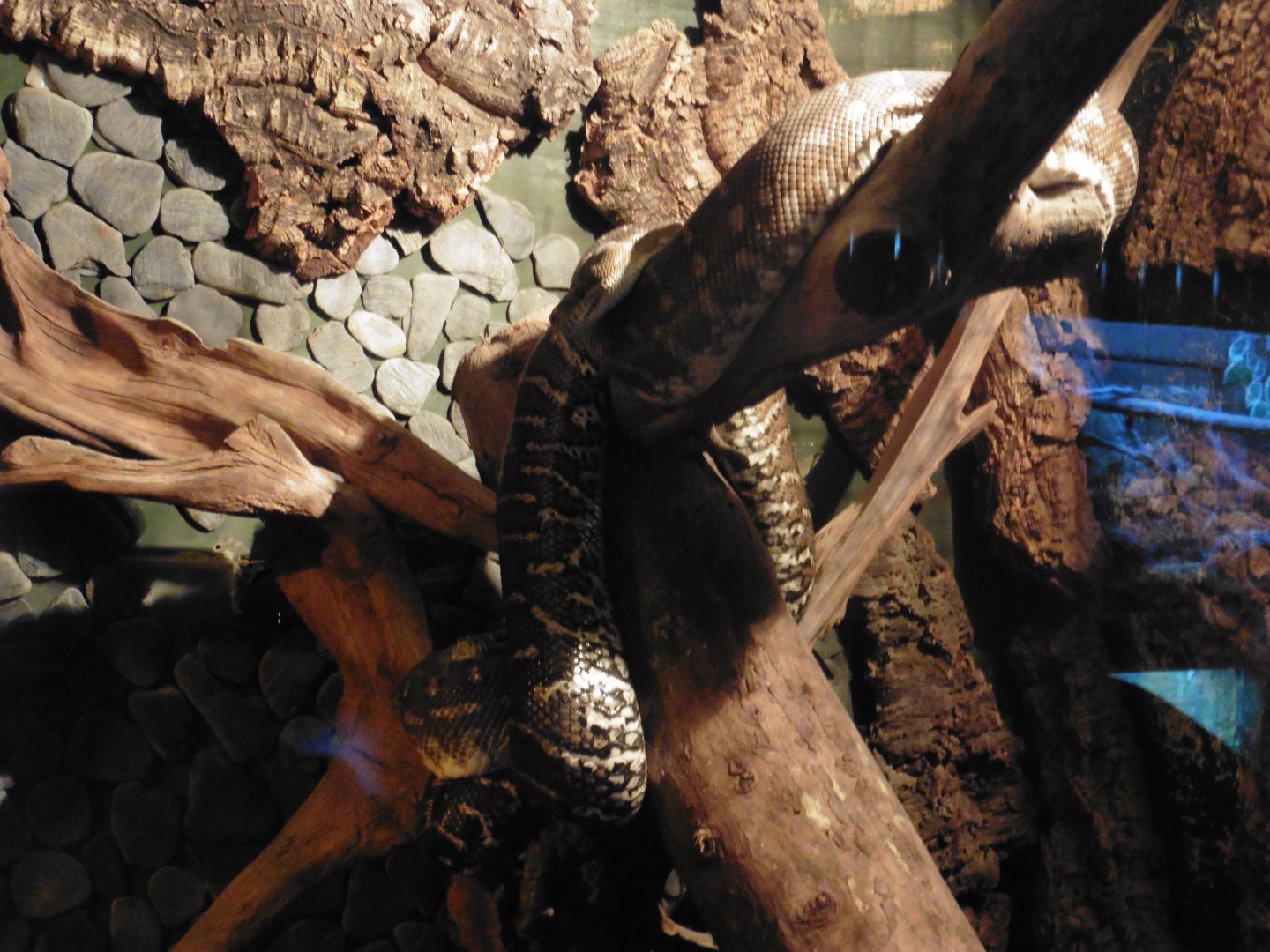 Bredl's Carpet Python (morelia bredli)