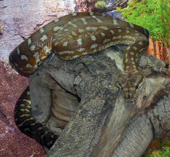Bredl's carpet python (Morelia spilota bredli)