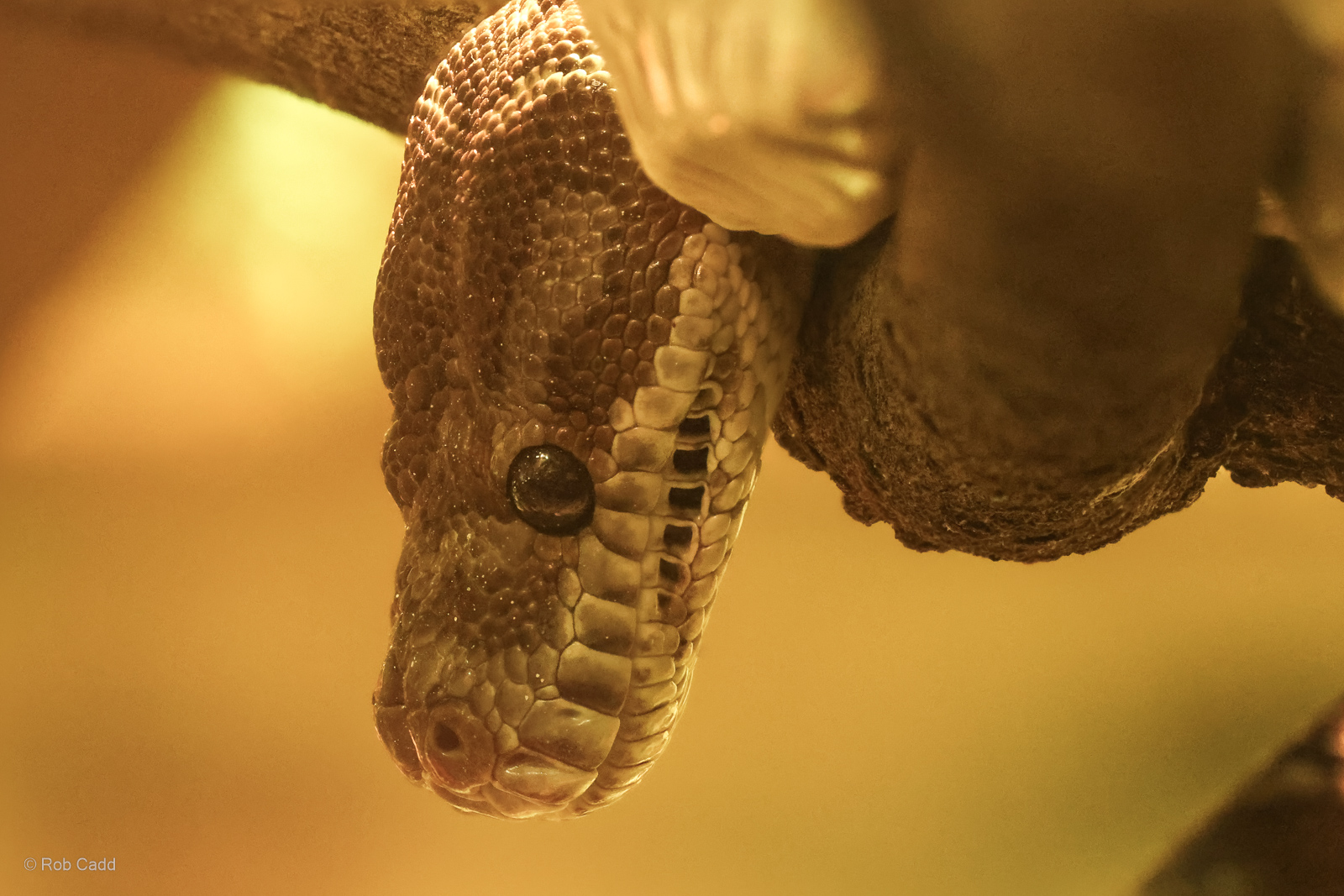 Bredl's python : Cotswold WP : 01 Jun 2024