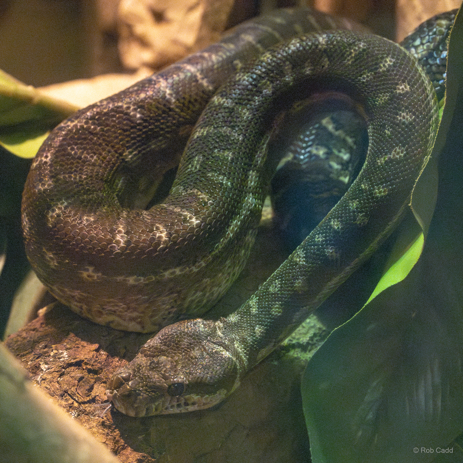 Bredl's python : Cotswold WP : 02 Aug 2024