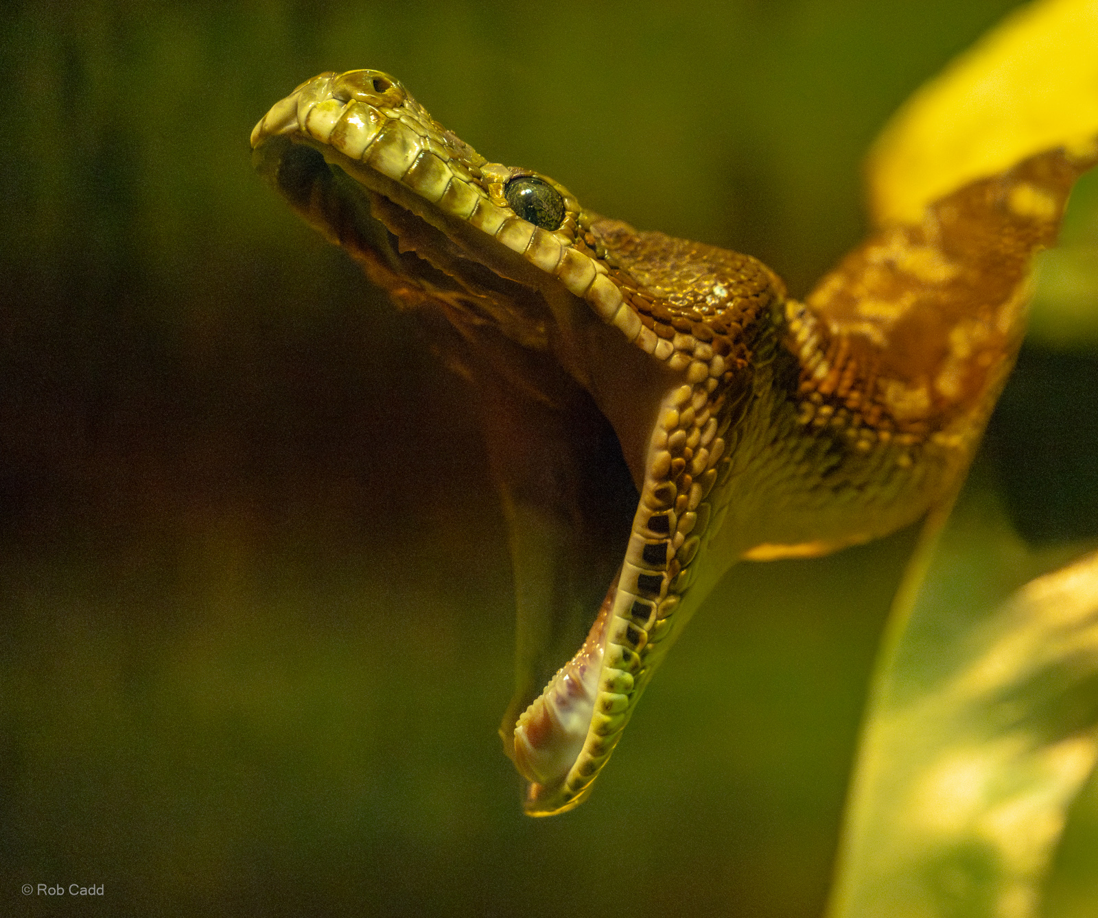 Bredl's python : Cotswold WP : 02 Aug 2024