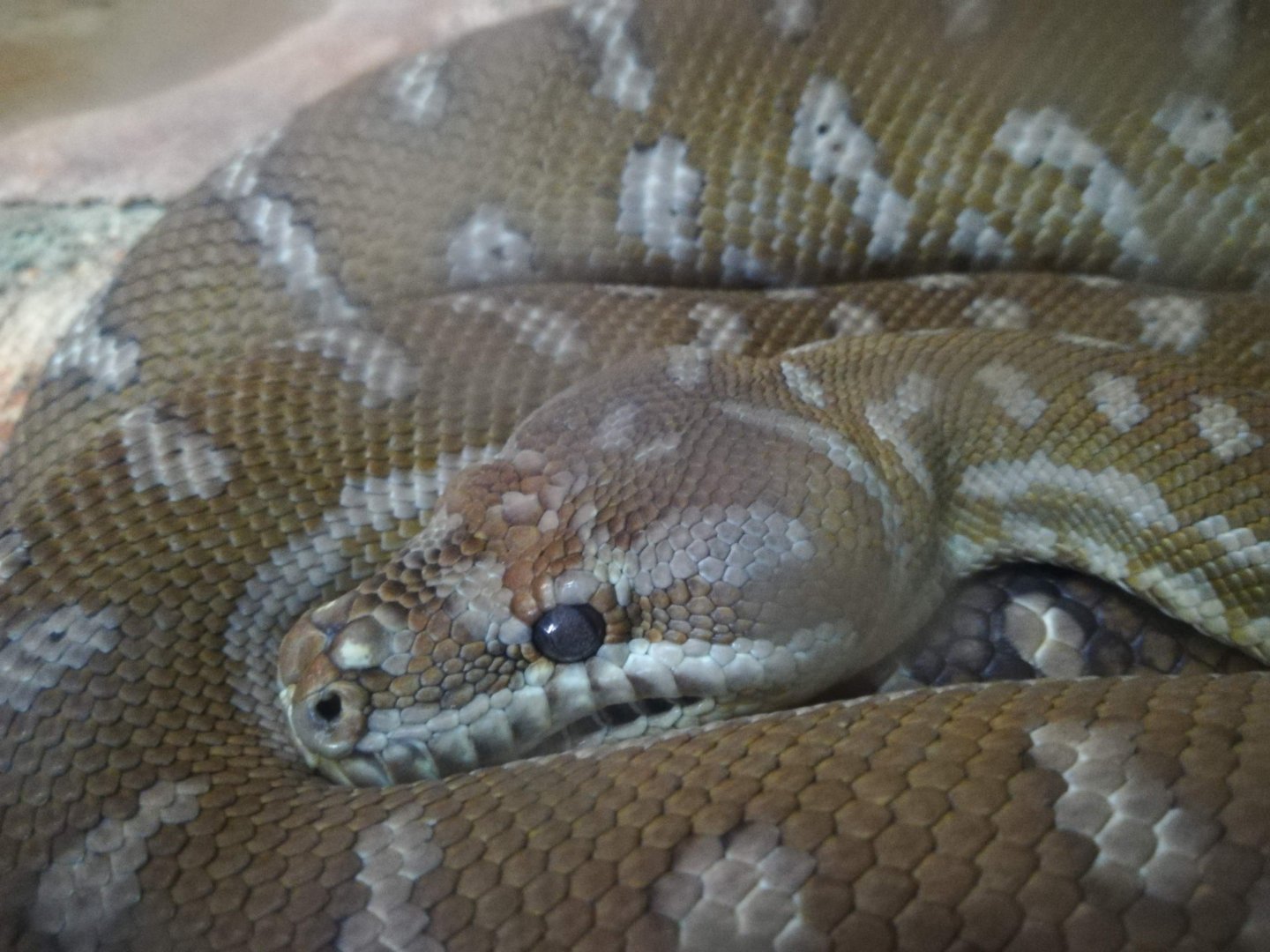 Bredl's Python - morelia bredli