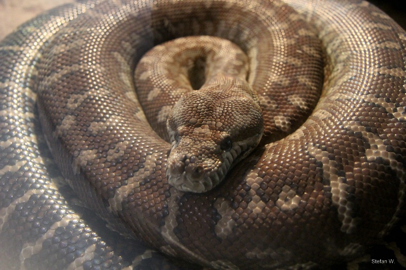 Bredl's Python (Morelia bredli)