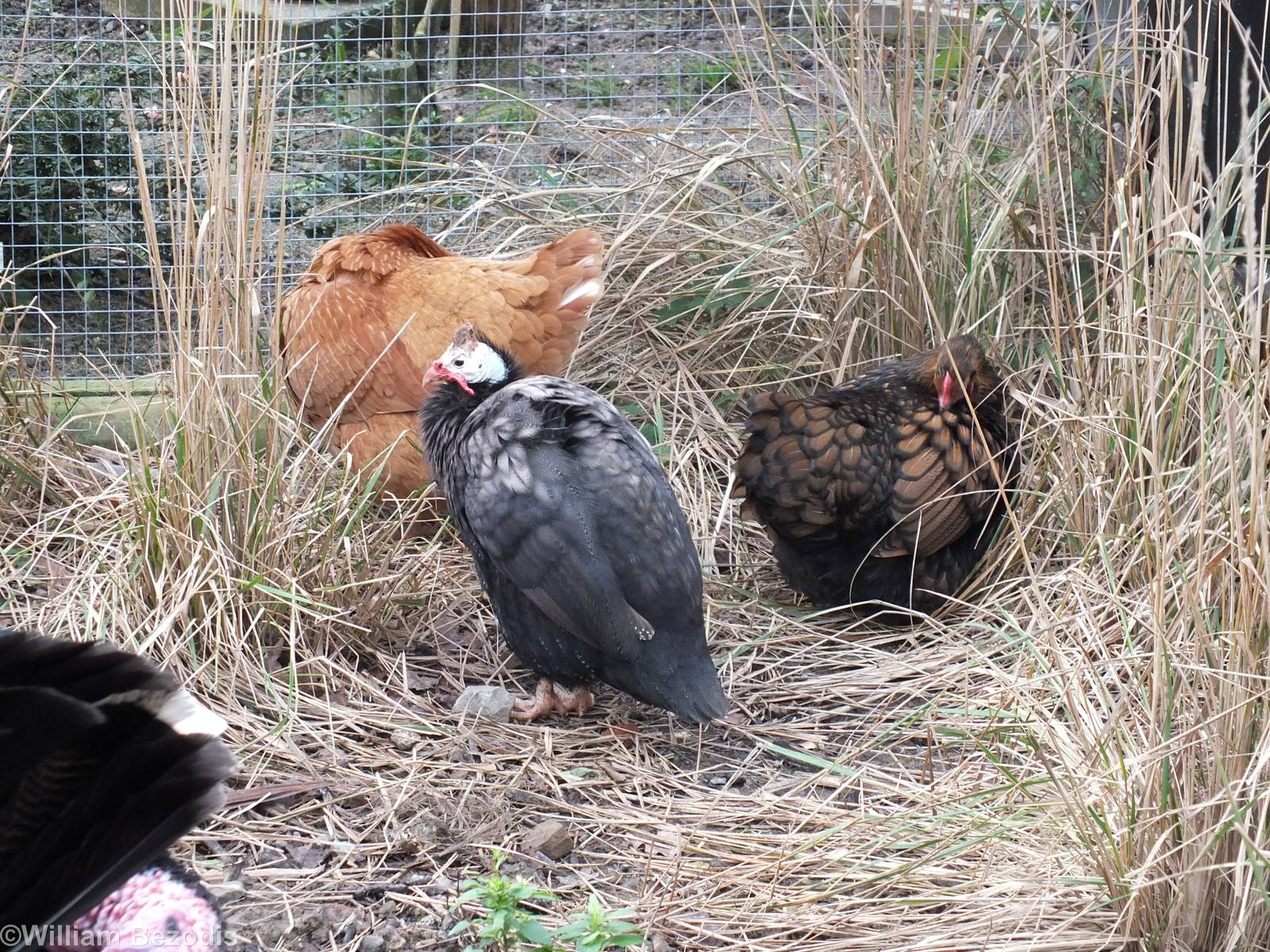 Breed? (the chickens)