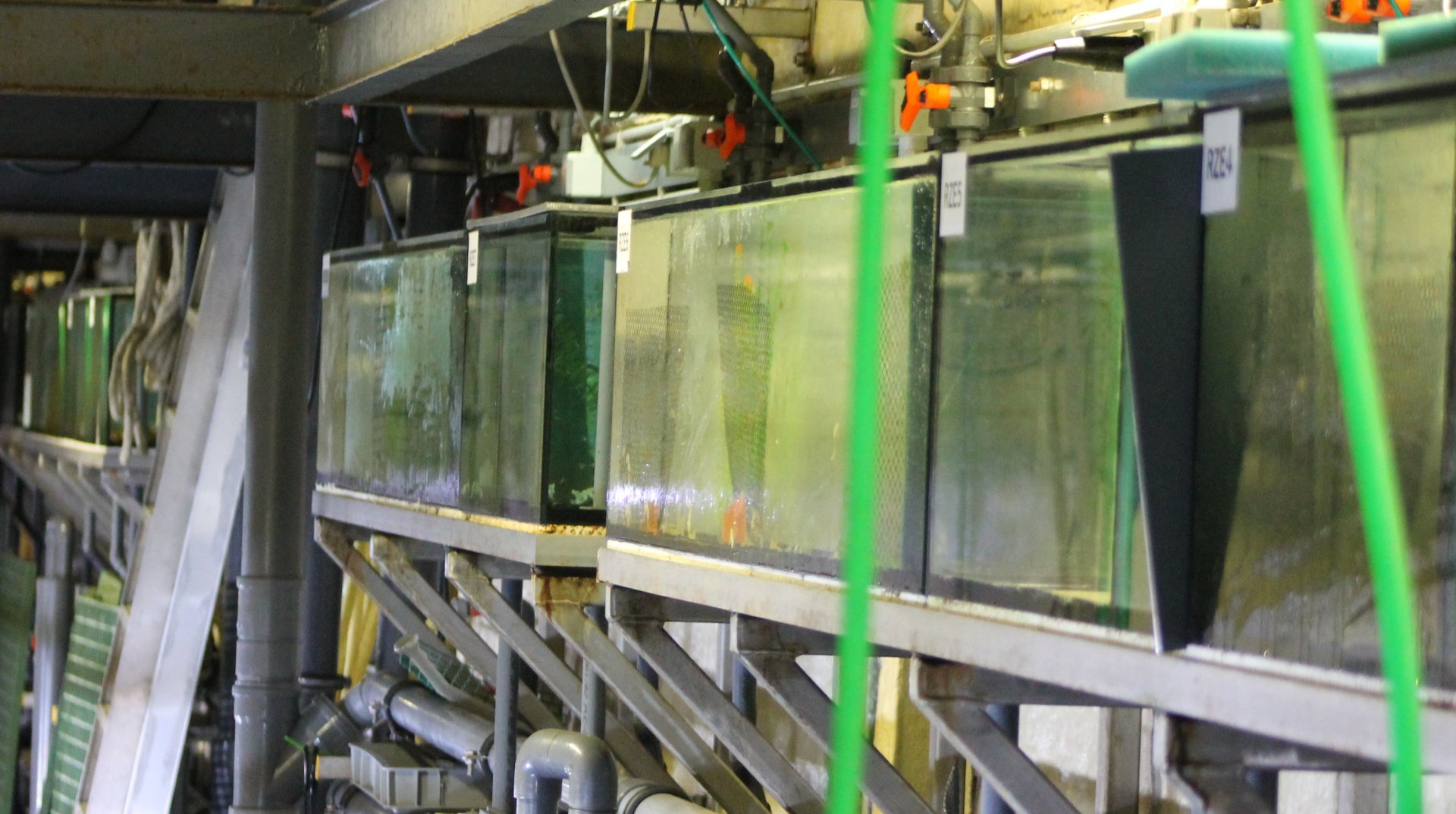 Breeding and raising aquariums