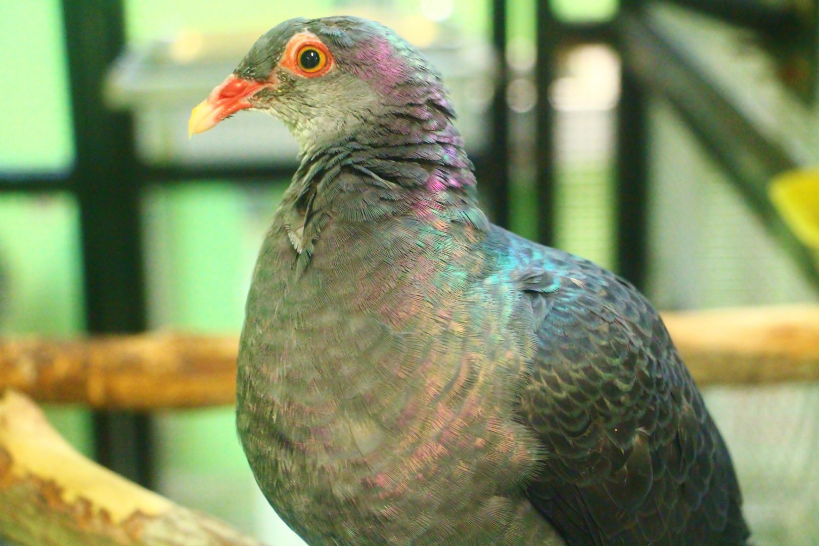 Breeding and Research Centre - Metallic Pigeon