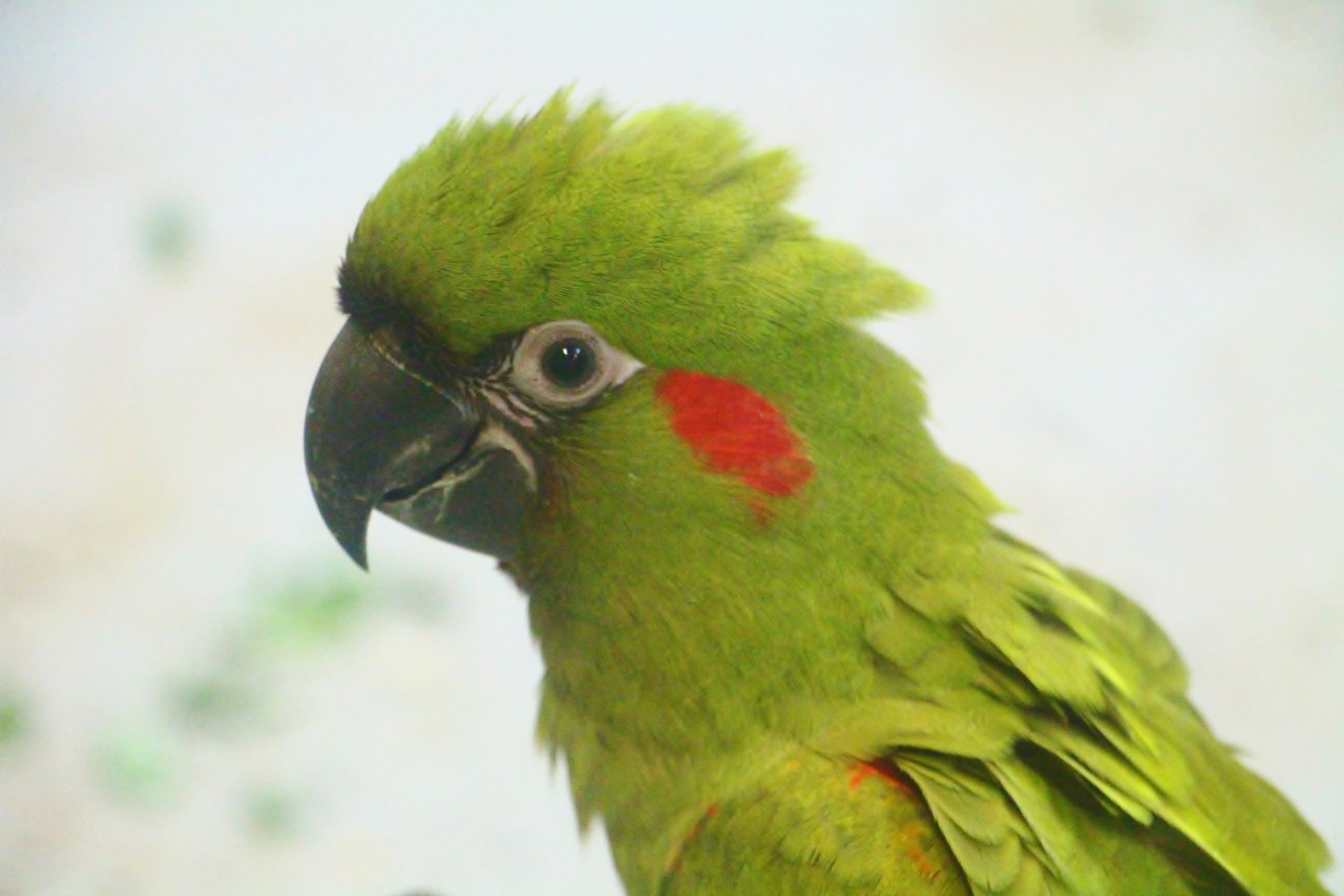 Breeding and Research Centre - young Red-fronted Macaw