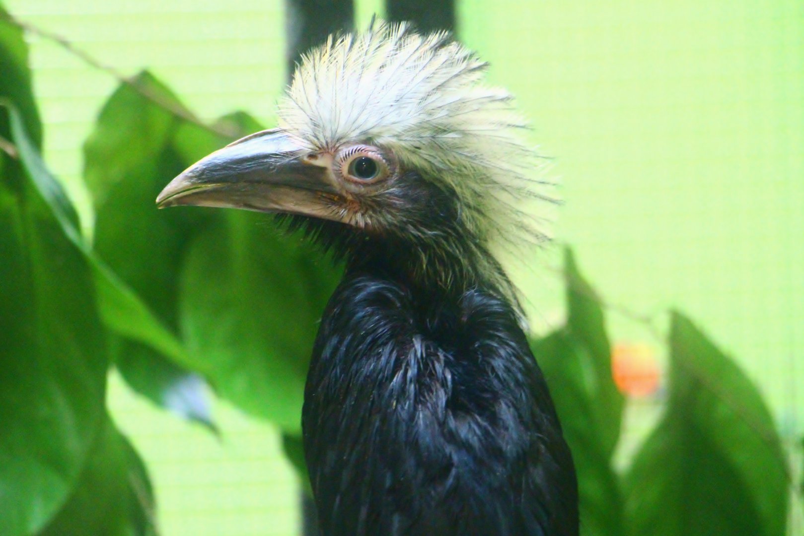 Breeding and Research Centre - young Western Long-tailed Hornbill
