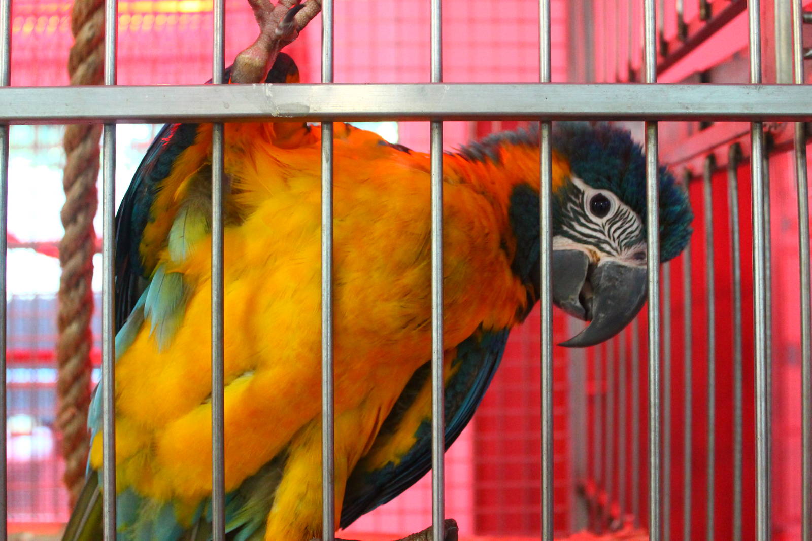 Breeding and Research Centre