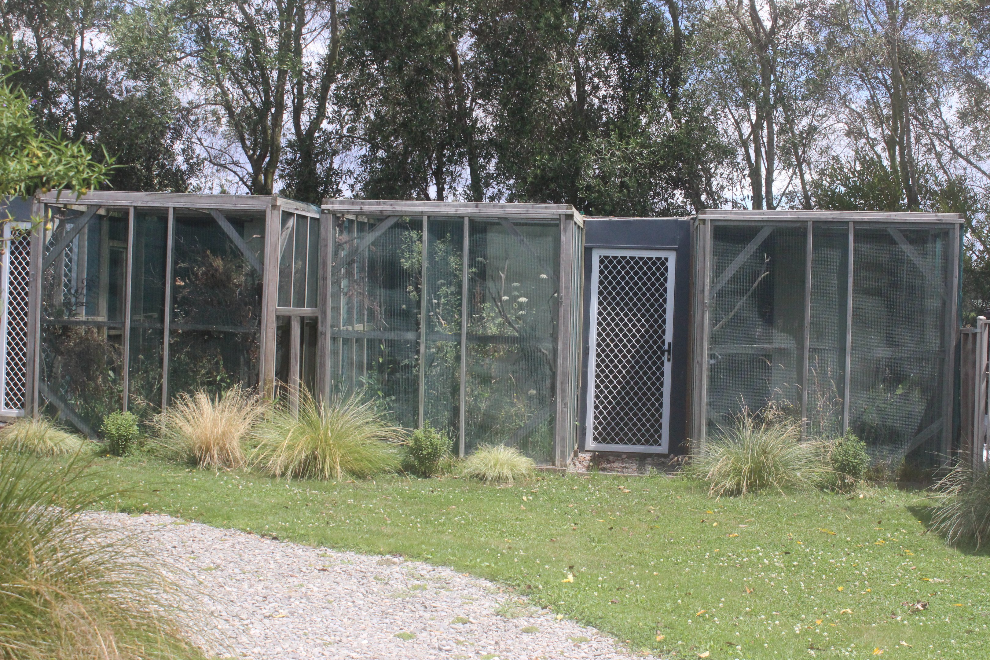 Breeding aviaries for Yellow-crowned Kakariki, Koru Native Wildlife Centre