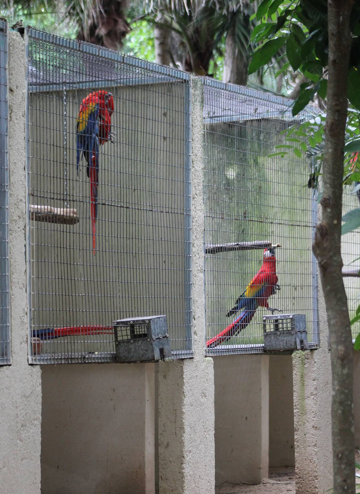 Breeding-aviaries Scarlet macaws