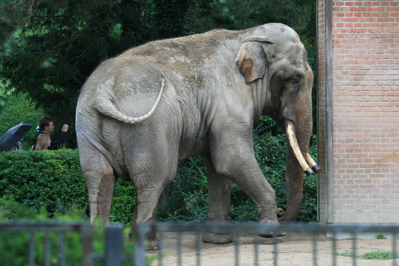 Breeding bull elephant Chieng Mai (1959) 07