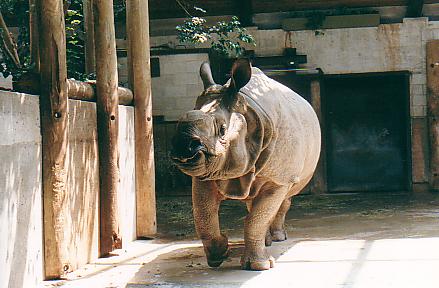Breeding bull Indian rhino "Patrick" @ Toronto zoo Canada