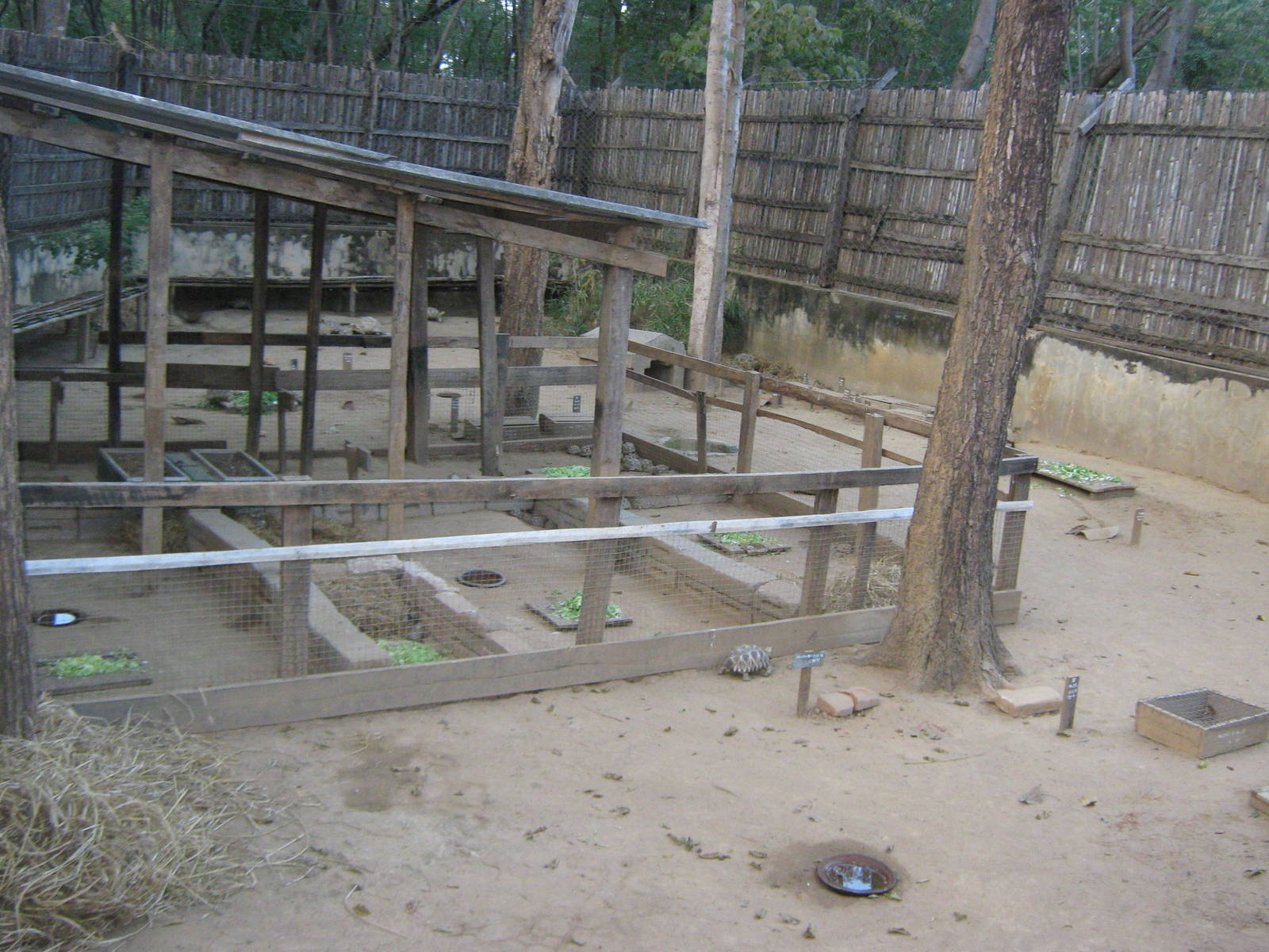 breeding centre for Burmese Star Tortoises (Geochelone platynota)