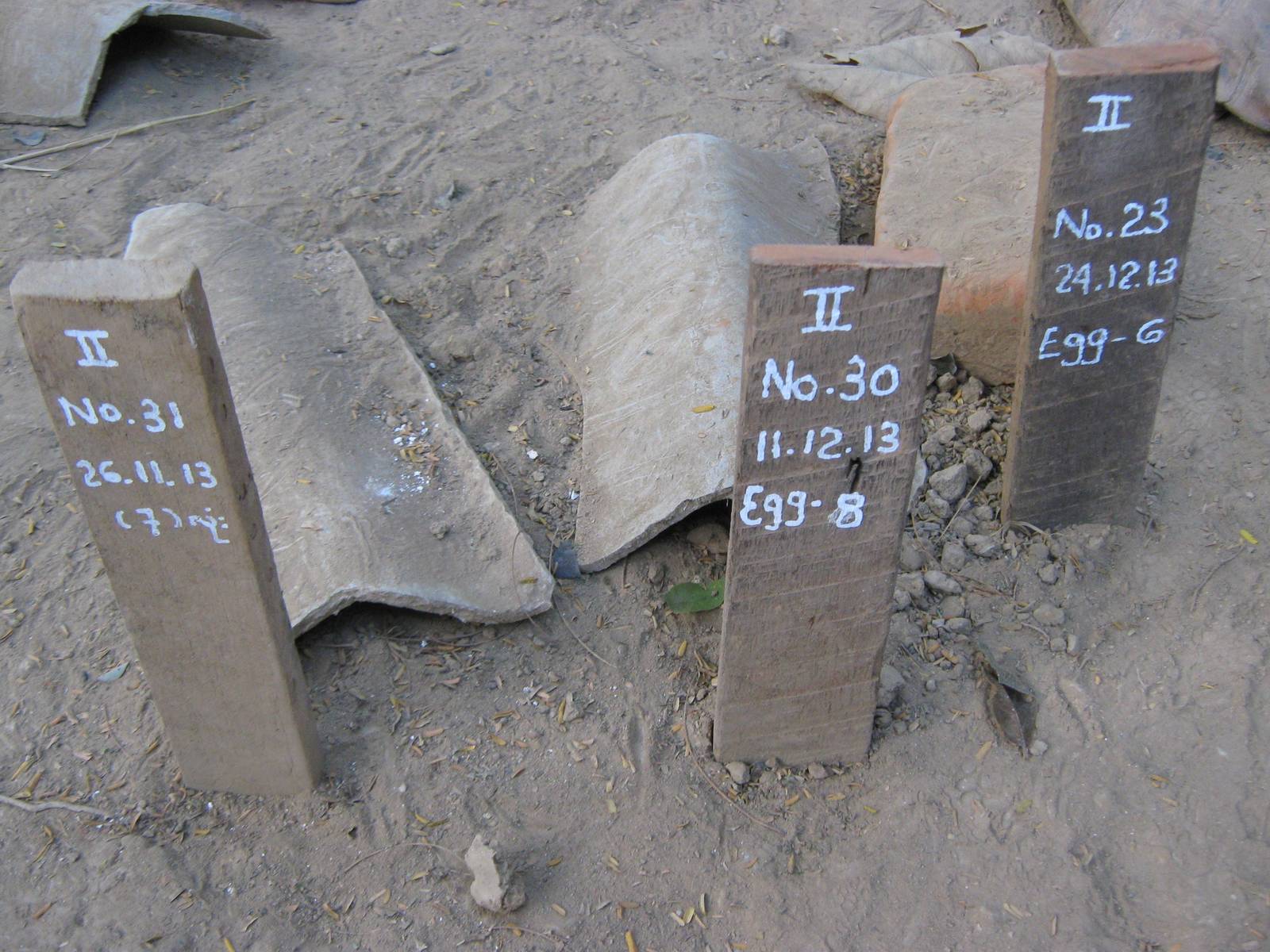 breeding centre for Burmese Star Tortoises (Geochelone platynota)