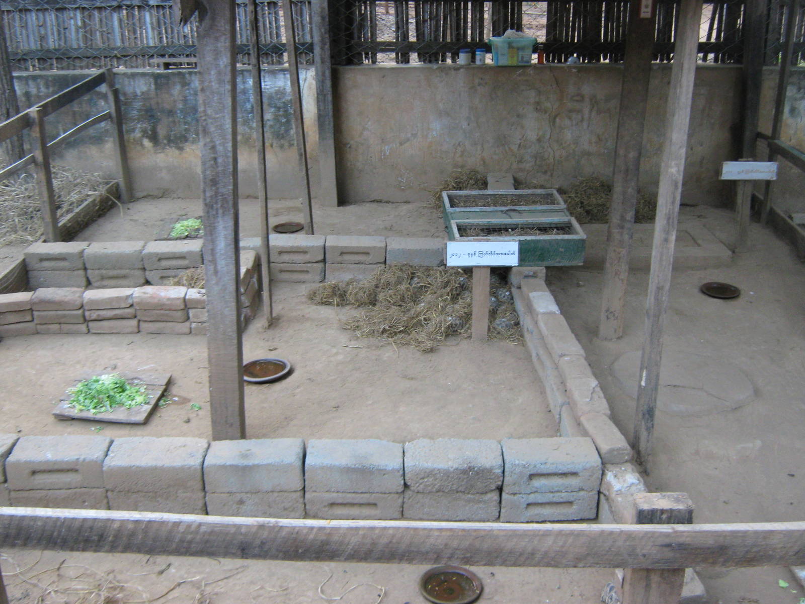 breeding centre for Burmese Star Tortoises (Geochelone platynota)