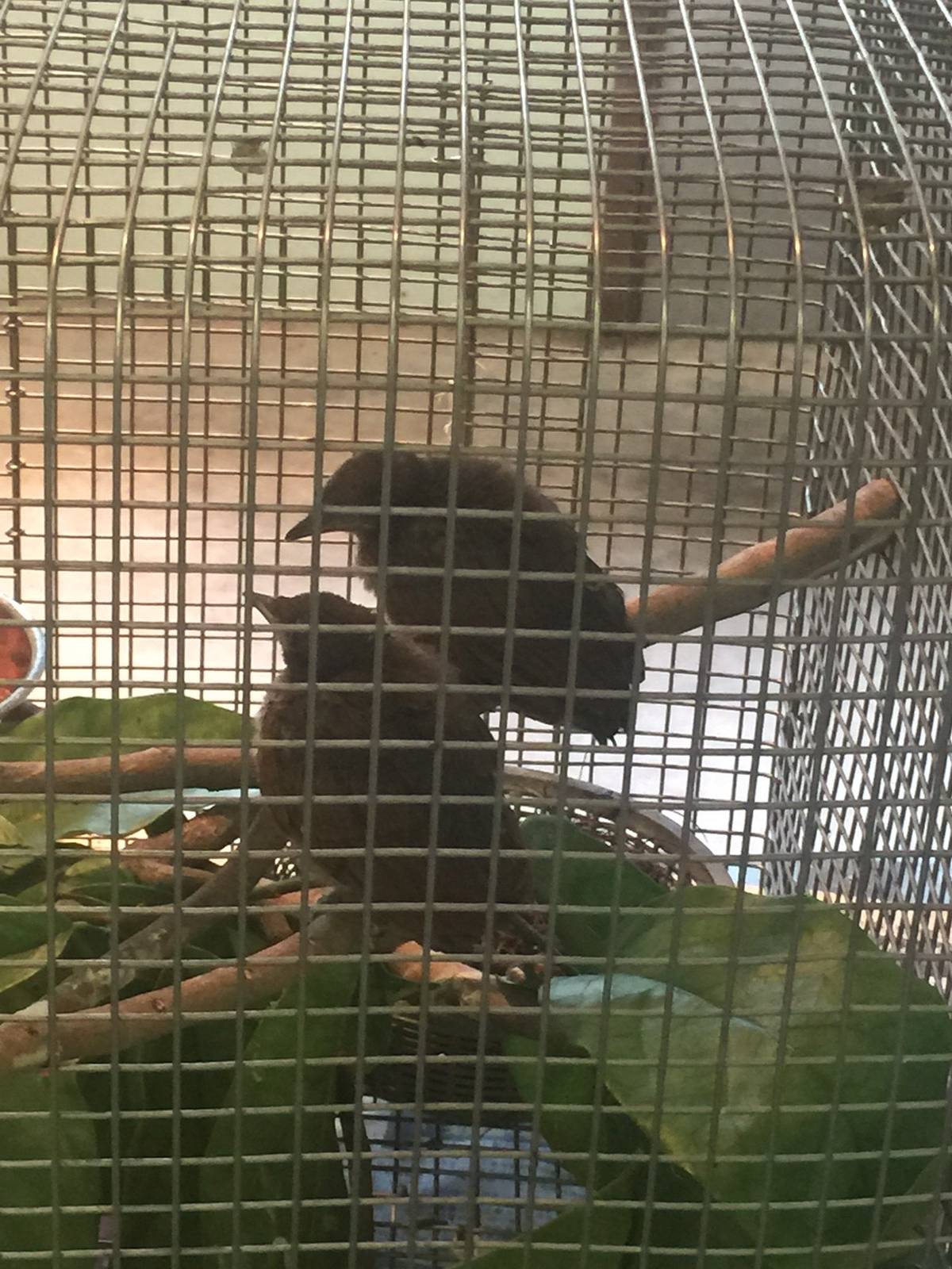 Breeding Centre - King Bird of Paradise