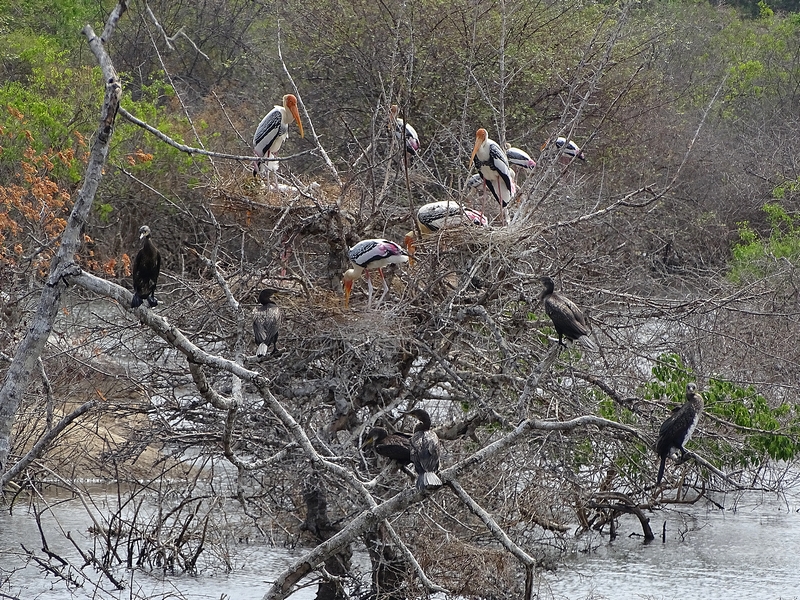Breeding colony of painted stork (& Indian cormorant)