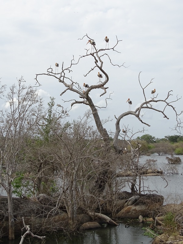 Breeding colony of painted stork