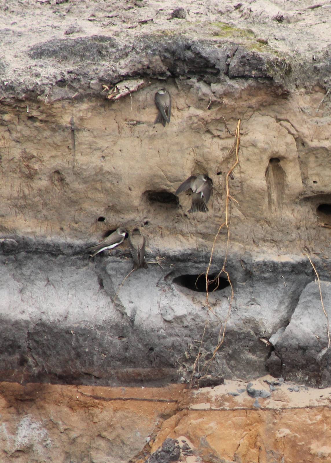 Breeding-colony Sand Martins