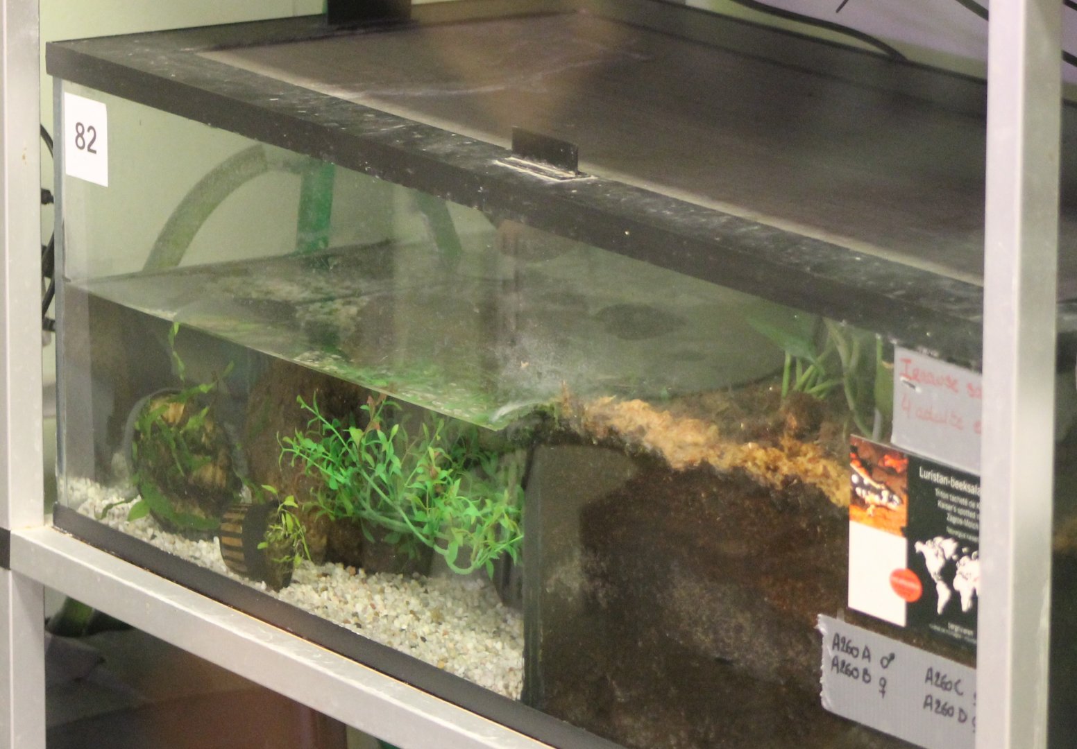 Breeding-enclosure Kaiser's spotted newt behind the scenes