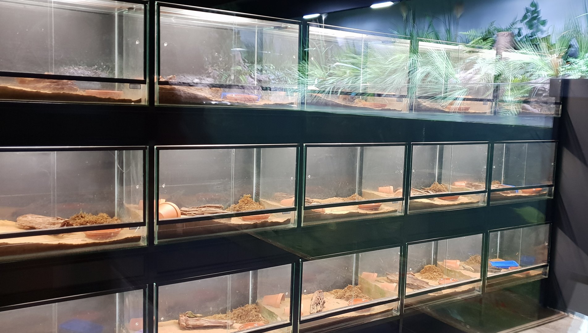 Breeding-enclosures Fire salamanders
