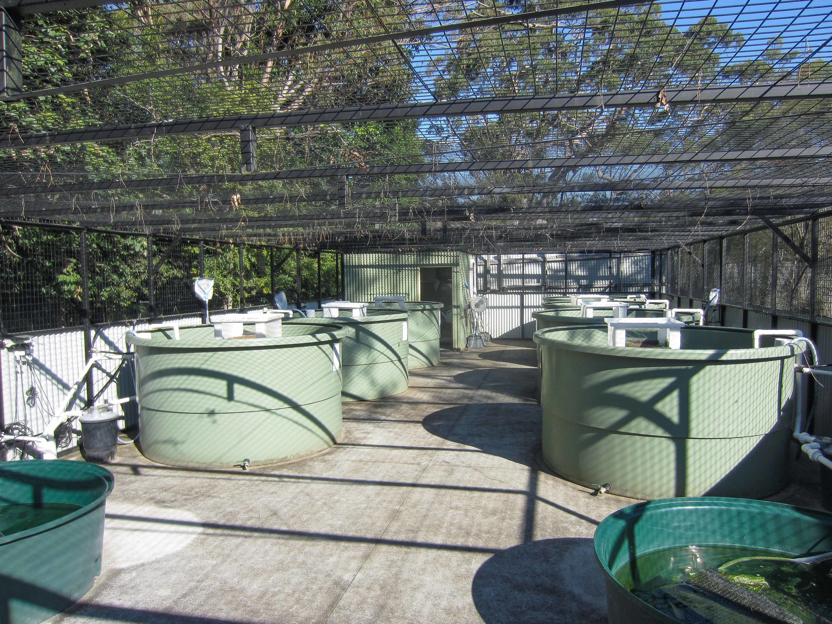 Breeding facility for Turtles