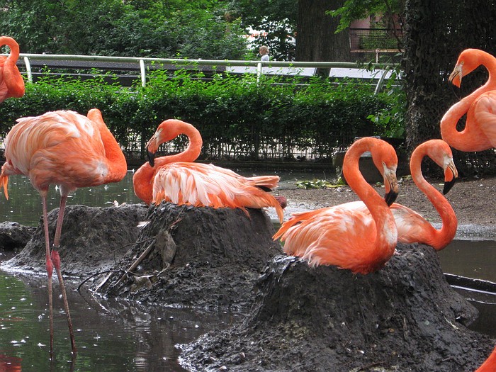 Breeding flamingo's