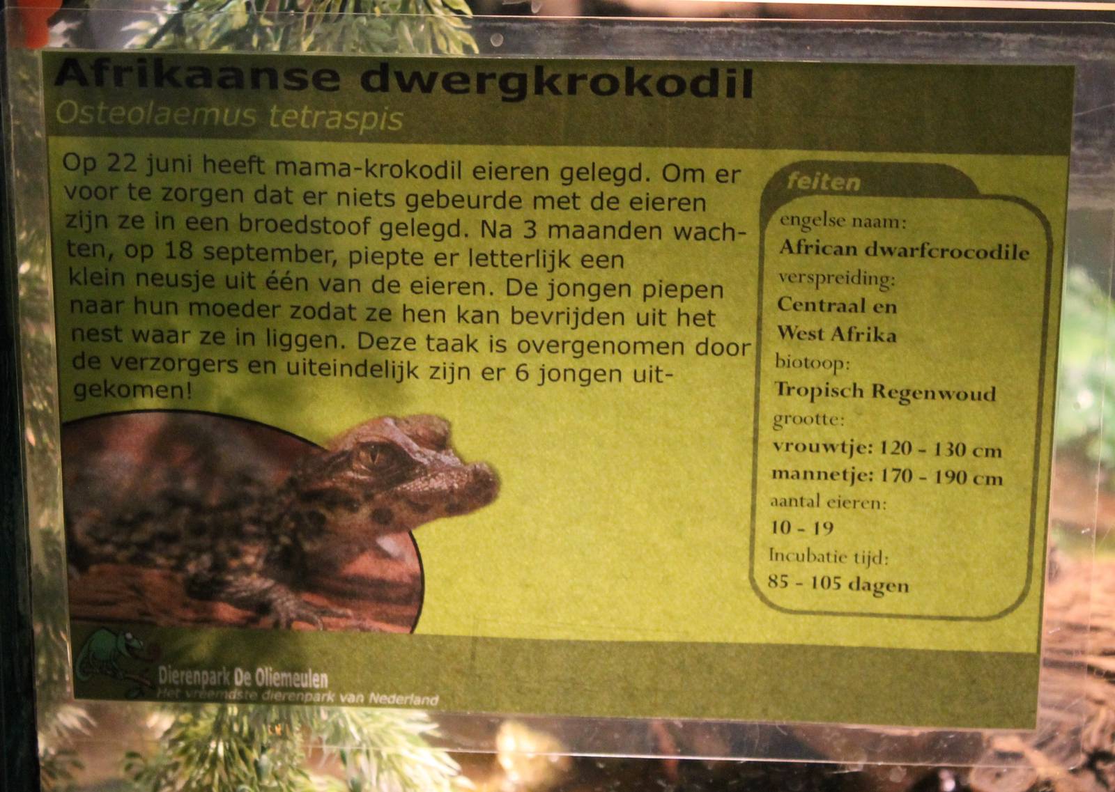 Breeding-info African dwarf crocodile